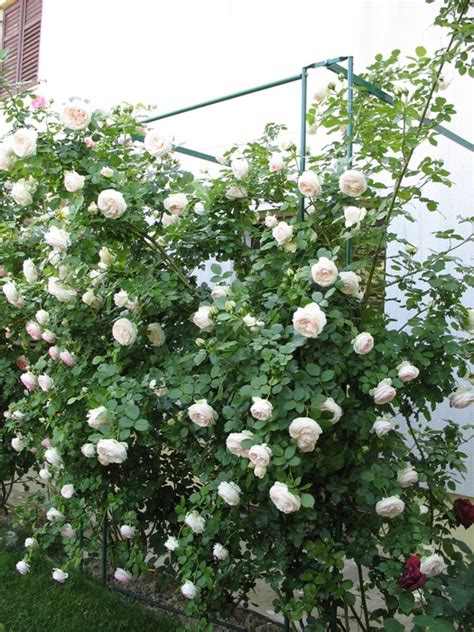 White Eden ™ Rose