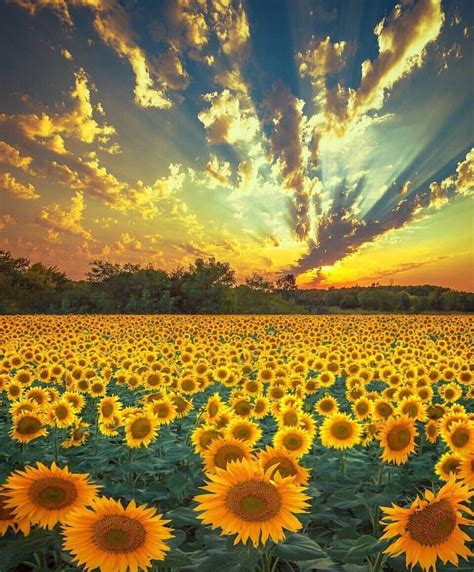 Sunflowers Are Blooming In The Field As The Sun Goes Down And Its Bright