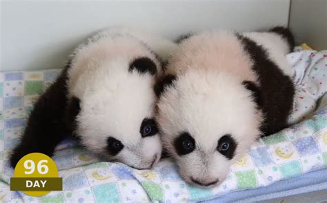The Atlanta Zoo Has New Twin Panda Cubs Named Mei Lun And Mei Huan And