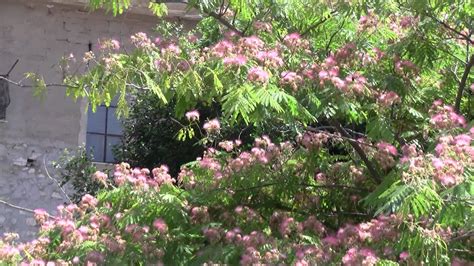Le hosta sono adatte ad essere utilizzate in varie è adatta sotto un grande albero con fogliame leggero dal quale filtra maggiormente il sole, per esempio betulla, ginko, aceri. Tree with Pink Flowers 006 (albero con fiori rosa) mimosa rosa - YouTube