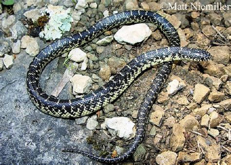 Common Kingsnake State Of Tennessee Wildlife Resources Agency