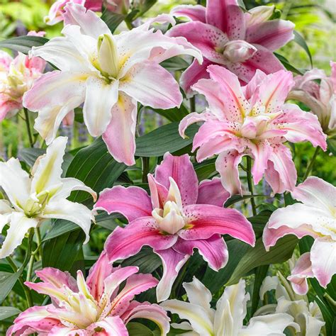 Double Oriental Lily Mix Summer Bulbs From Gurney S