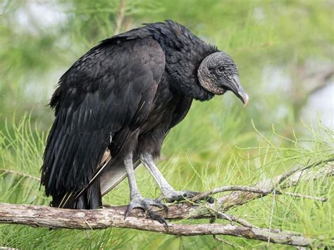 Photos And Videos For Black Vulture All About Birds Cornell Lab Of