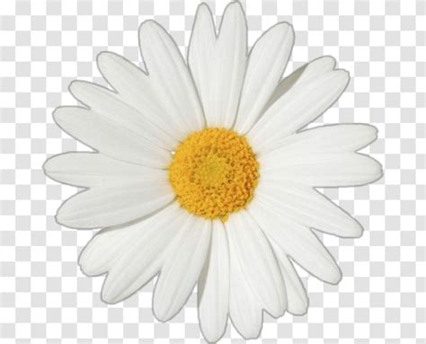 Common Daisy Stock Photography Flower Oxeye Clip Art Transvaal