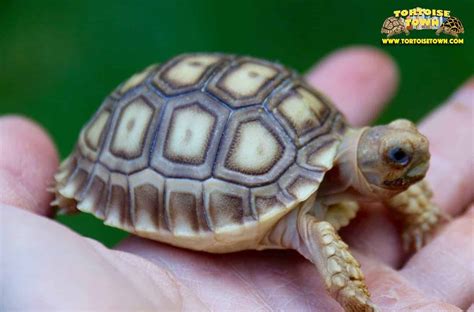 Sulcata Tortoise For Sale Baby Sulcata Tortoises For Sale African Spurred