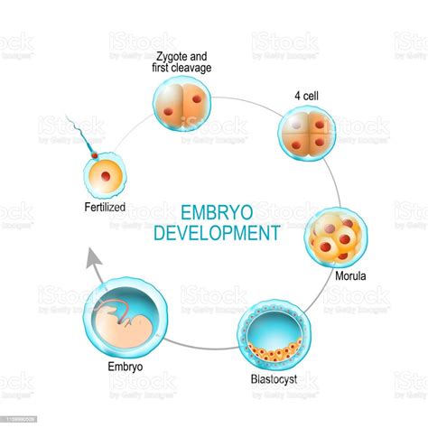 Embryo Development From Fertilization To Zygote Morula And Blastocyst