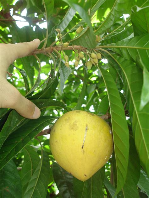 Tree Fruit Identification Guide