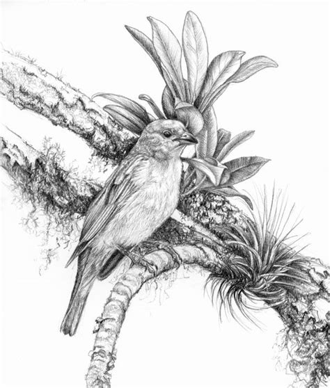 Birds Pencil Drawings 2 By Helena Stainer Via Behance Bird