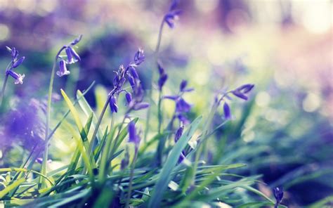 35 Spring Wallpapers For Desktop 1440x900 Wallpapersafari