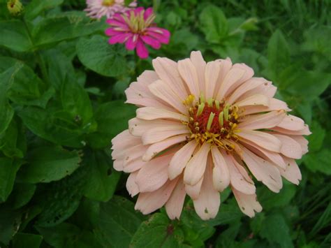 Pink Zinnia Flower Thriftyfun