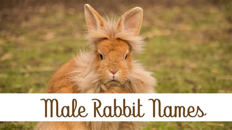 Rabbit Names Series Male Rabbit Name Suggestions Ten27 Rabbitry