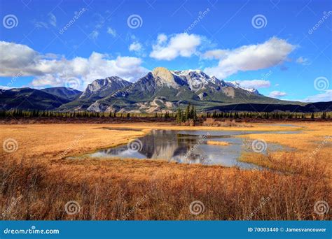 Golden Autumn Colors Of Jasper National Park Stock Photo Image Of