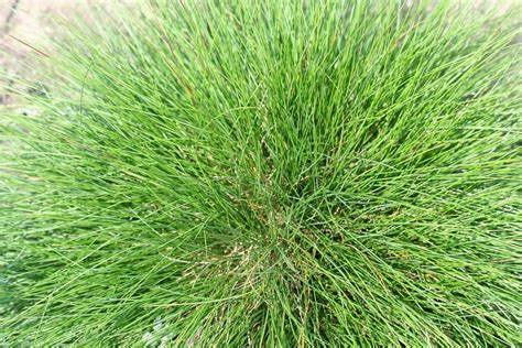 All You Need To Know About Fescue Mckays Grass Seeds
