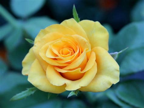 Beautiful Yellow Garden Rose Rose Flowers Yellow Garden Nature
