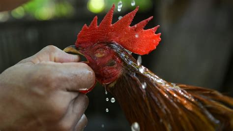 Police Officer Killed By Rooster During Raid On Manila Cockfight Ctv News