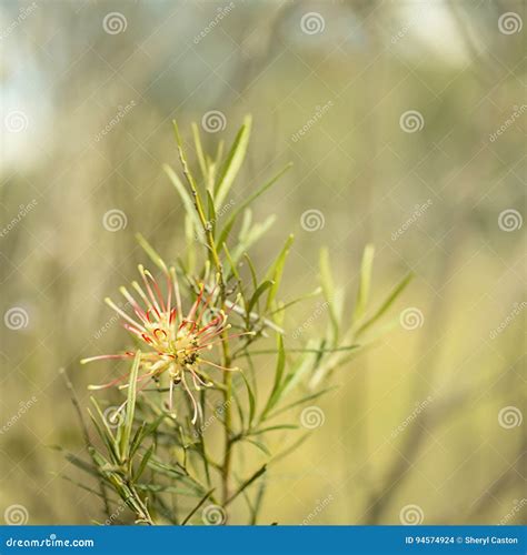 Australia Native Winter Flower Grevillea Flora Mason Stock Photo