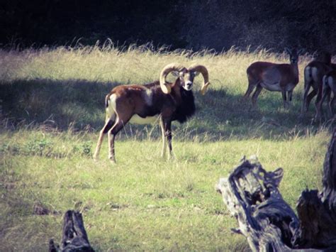 Mouflon Hunting In The Texas Hill Country Von Netzer Ranch
