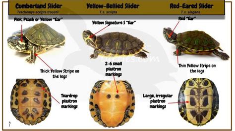 How To Identify Your Slider Turtle Turtle Habitat Slider Turtle