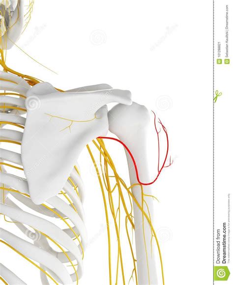 The Axillary Nerve Stock Illustration Illustration Of Skeleton 101288821