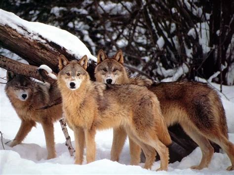 Wolves Habitat Characteristics Behaviors Schoolworkhelper