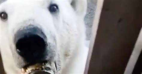 Polar Bear Pleads For Help From Humans After Getting Tongue Stuck In