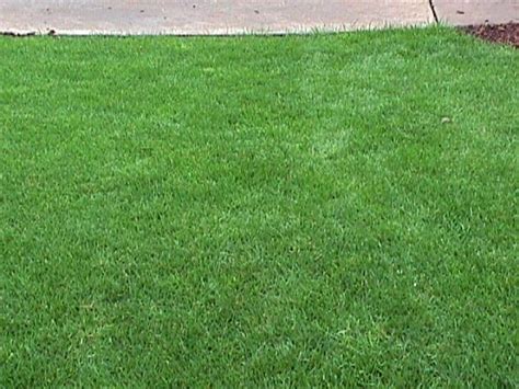 Silver Falls Seed Company Cascade Quick Green Blend Turf Type