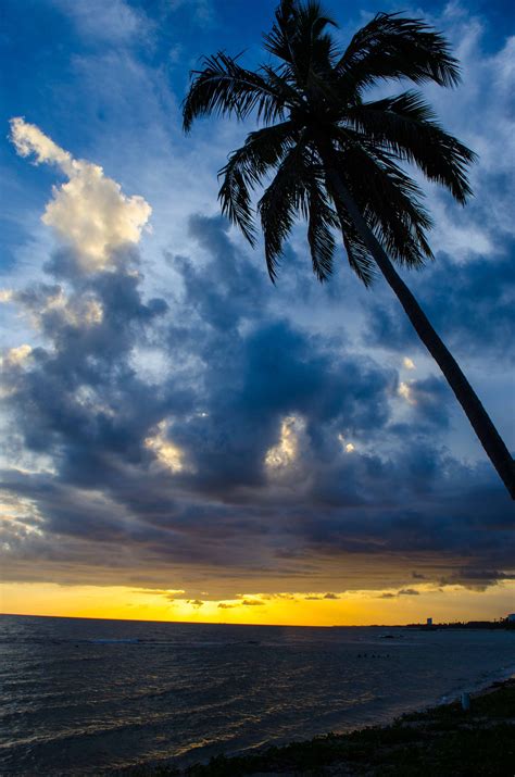Sunset Landscape And Seascape With Palm Tree In Hawaii Image Free