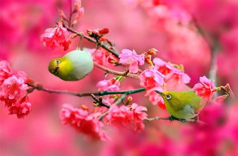 Flowers Birds Wallpapers Top Free Flowers Birds Backgrounds