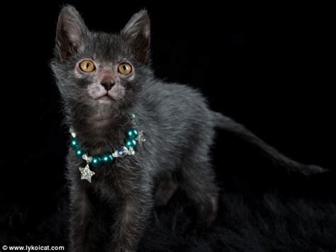 Through Golden Eyes Breeders Develop A Cat That Looks Like A Werewolf