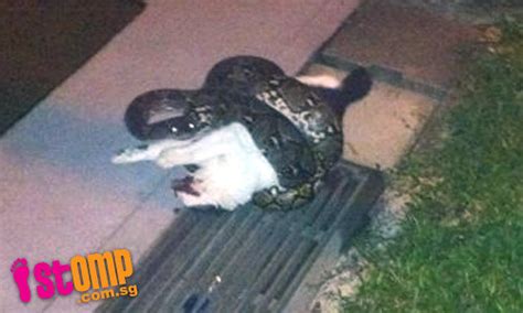 Python Crushes Cat To Death At Bukit Panjang Singaporeseen Flickr