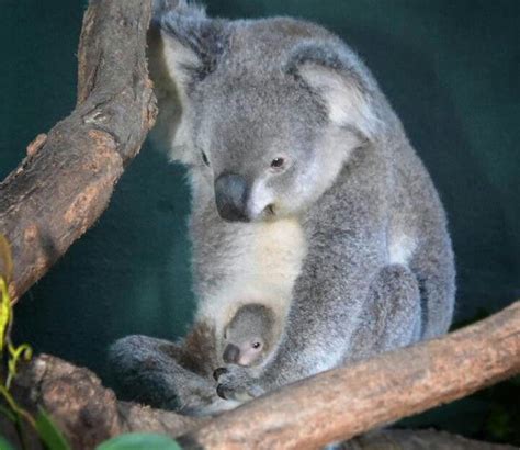 Shamanic Series Learning From Animals Haiku Poems Koala