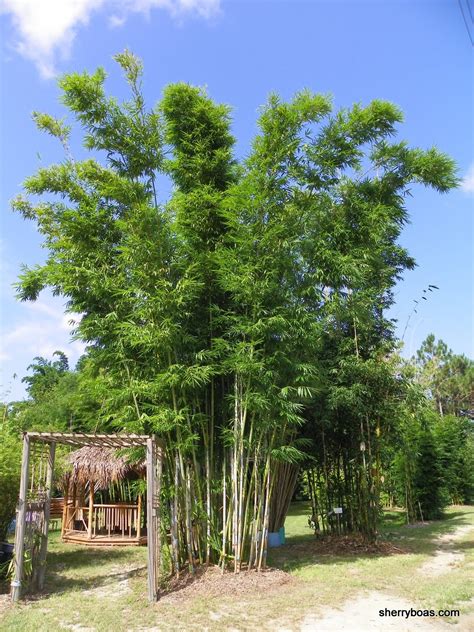 Blue Timber Bamboo A Most Beautiful Clumper Bamboo From Florida For