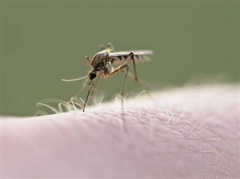 These Nc Cities Make Worst Mosquito Cities List Again Charlotte Nc