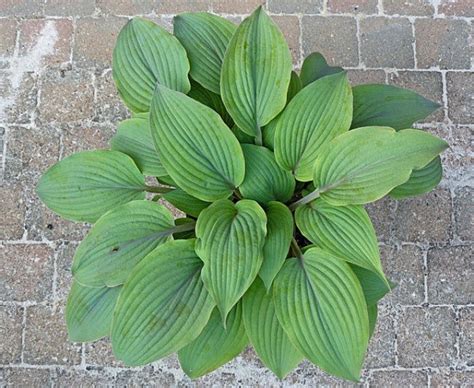 Holar Mystic Purple Hosta 45 Inch Container New For 2020 Nh Hostas