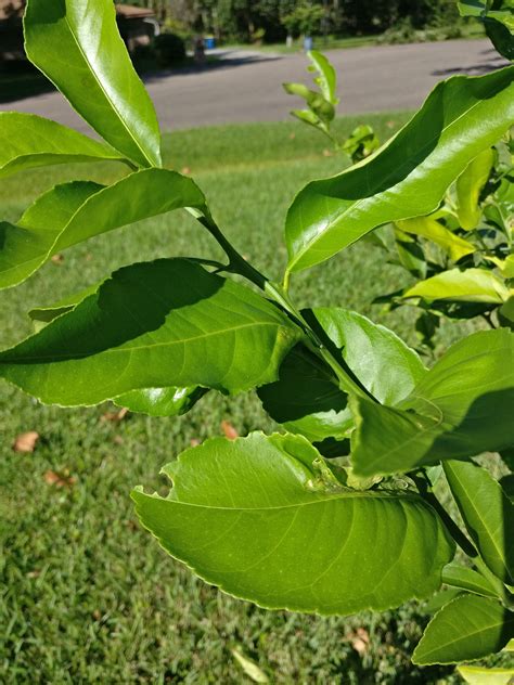 General information on controlling tree fruit insect pests and diseases is listed below. What pest is eating my Meyer lemon tree (Jax FL) # ...