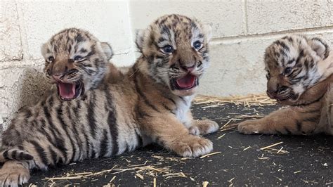 Minnesota Zoo Welcomes 3 Amur Tiger Cubs 5 Eyewitness News