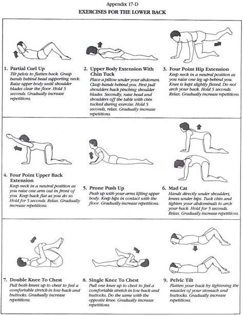Great Little Diagram Illustrating Popular Lower Back Exercises Lower