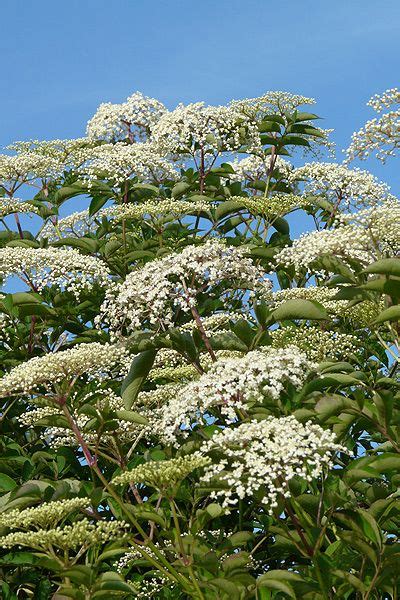 Common Elderberry Sambucus Canadensis Native Plants Shrubs