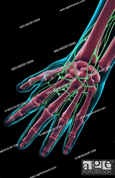 The Lymph Supply Of The Hand Stock Photo Picture And Royalty Free