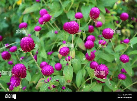 Vivid Purple Pink Globe Amaranth Flowers Among Vibrant Green Foliage