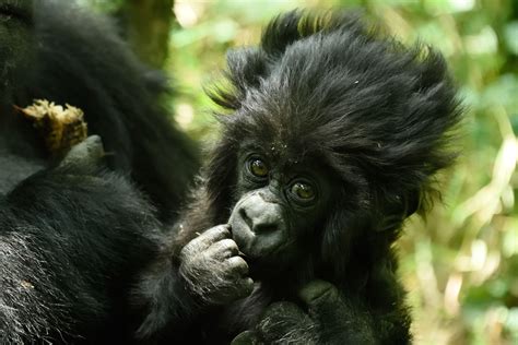 See Photos Of Adorable Baby Gorillas Named In A Ceremony Created To