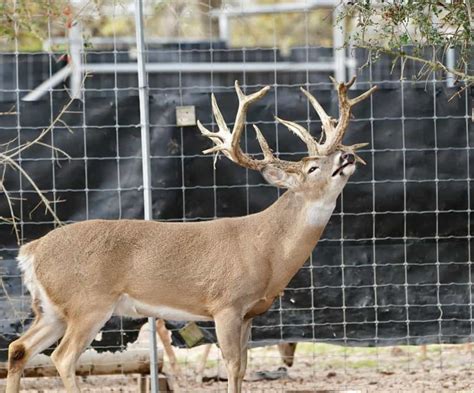M3 Whitetails Love Is In The Air Deer Breeder In Texas Whitetail