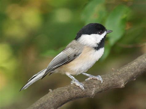 Carolina Chickadee Geeky Girl Engineer