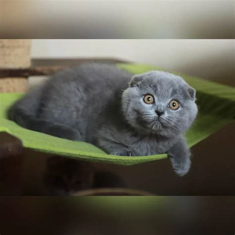 Cosmos Scottish Fold Male Reserved 2500 Meowoff Kittens For Sale In Chicago