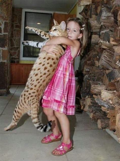 hugs savannah cat ashera cat savannah chat