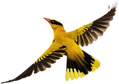 Birds Flying Png Download Png Bird Flying Clipart Full Size Clipart