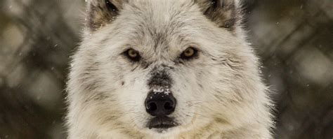 Download Wallpaper 2560x1080 Wolf Glance Predator Wildlife Snow
