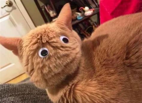 30 Funny Photos Showing That Googly Eyes Make Everything Better