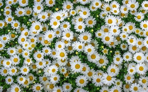 Chamomile Spring Marguerite Daisy Flowers Yellow White Flowers Hd