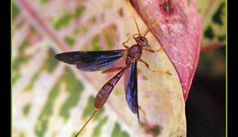 Wasp ~ Sanibel, Florida ~ identification please? | Flickr - Photo Sharing!